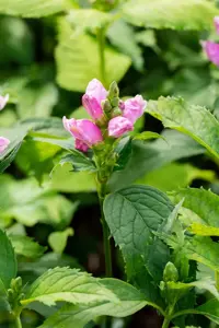 Chelone obliqua - 2 Ltr pot - image 2