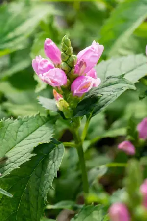 Chelone obliqua - 2 Ltr pot - image 4