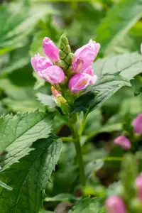 Chelone obliqua - 2 Ltr pot - image 4