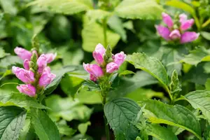 Chelone obliqua