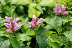 Chelone obliqua - 3 Ltr pot - image 4