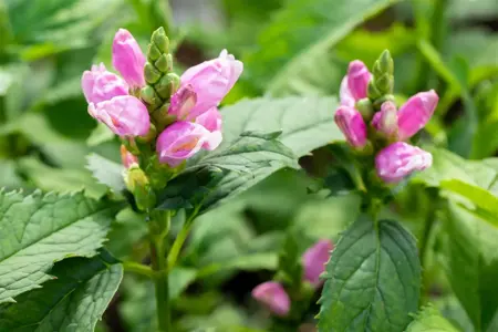 Chelone obliqua - 2 Ltr pot - image 3