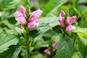 Chelone obliqua - 2 Ltr pot - image 3