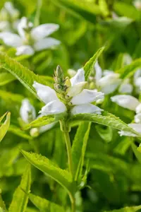 Chelone obliqua 'Alba' - 2 Ltr pot - image 2