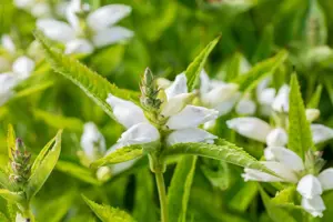 Chelone obliqua 'Alba'