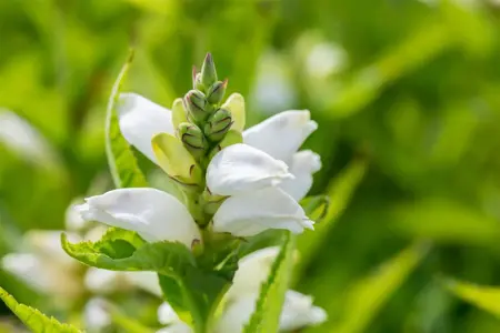 Chelone obliqua 'Alba' - 2 Ltr pot - image 3