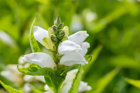 Chelone obliqua 'Alba' - 1.5 Ltr pot - image 3
