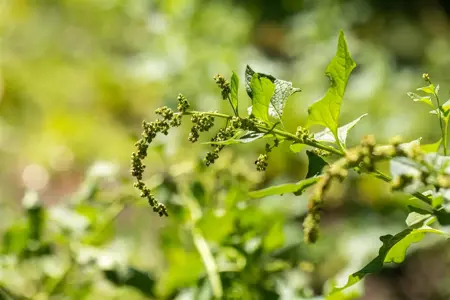 Chenopodium bonus-henricus - P13 - image 1