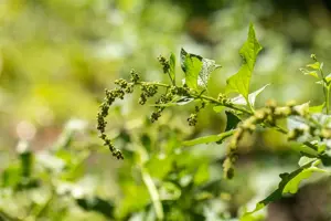 Chenopodium bonus-henricus