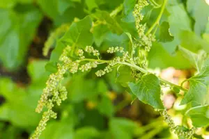 Chenopodium bonus-henricus - P13 - image 2