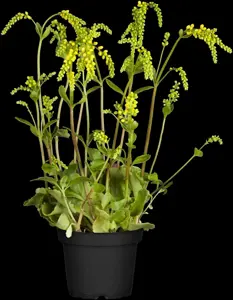 Chiastophyllum oppositifolium - P9 - image 3
