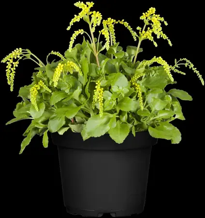 Chiastophyllum oppositifolium - P9 - image 2