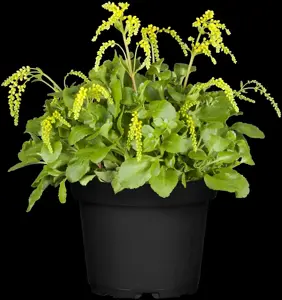 Chiastophyllum oppositifolium - P9 - image 2