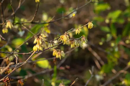 Chimonanthus praecox - P9 - image 3