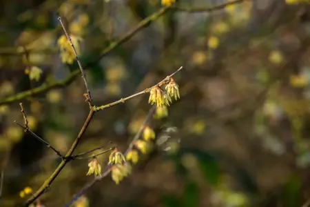 Chimonanthus praecox - P9 - image 5