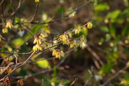 Chimonanthus praecox - 50-60 CM C5 - image 3