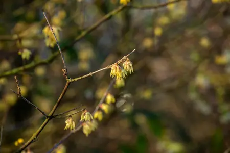Chimonanthus praecox - 50-60 CM C5 - image 5