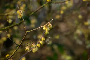 Chimonanthus praecox - 50-60 CM C5 - image 5