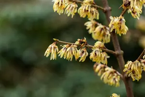 Chimonanthus praecox - 10 Ltr pot - image 1