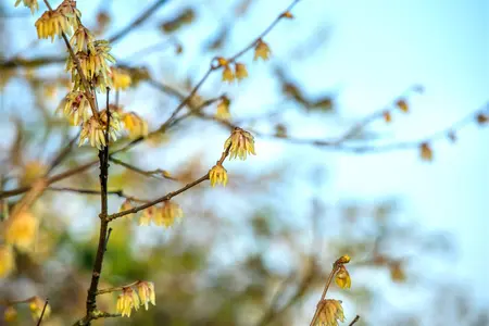 Chimonanthus praecox - 10 Ltr pot - image 2