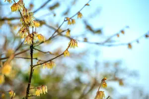 Chimonanthus praecox - 10 Ltr pot - image 2