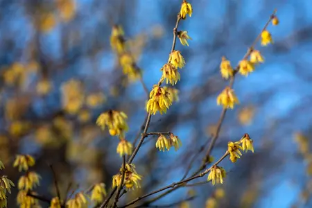 Chimonanthus praecox - 10 Ltr pot - image 4