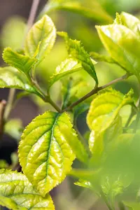 Chionanthus retusus - STD 8-10 CM CONT     - image 1
