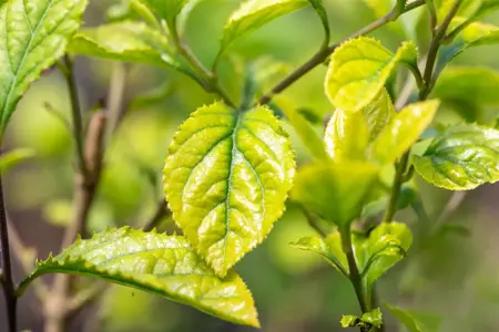 Chionanthus retusus - 80-100 CM C12 - image 3