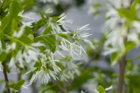 Chionanthus retusus - 125-150 CM C20 - image 1
