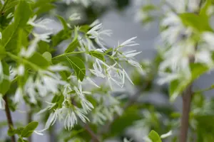 Chionanthus retusus - 30-40 CM C3.5 - image 3