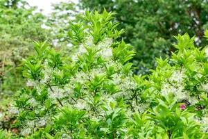 Chionanthus retusus - STD 8-10 CM CONT - image 3