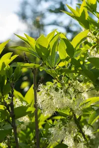 Chionanthus virginicus - 40-50 CM C5 - image 5