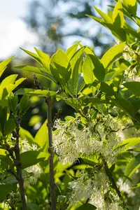 Chionanthus virginicus - 50-60 CM C7.5 - image 5