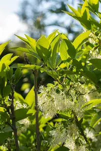 Chionanthus virginicus - 100-125 CM C20 - image 5
