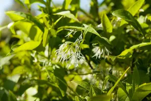 Chionanthus virginicus