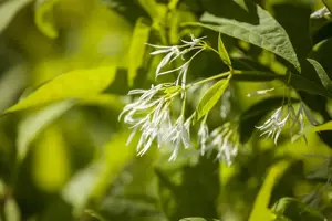 Chionanthus virginicus - 50-60 CM RB - image 2