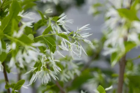 Chionanthus virginicus - 50-60 CM RB - image 3