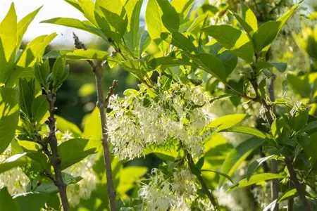 Chionanthus virginicus - 60-80 CM RB - image 4