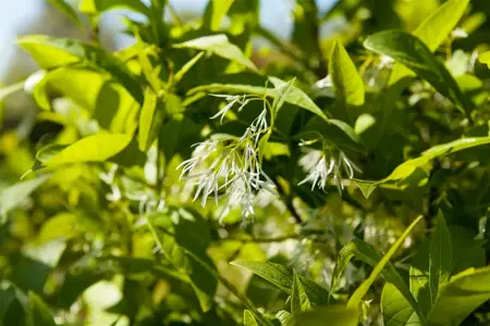 Chionanthus virginicus - 80-100 CM RB - image 1
