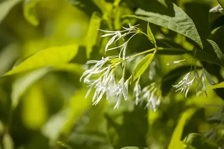 Chionanthus virginicus - 80-100 CM RB - image 2