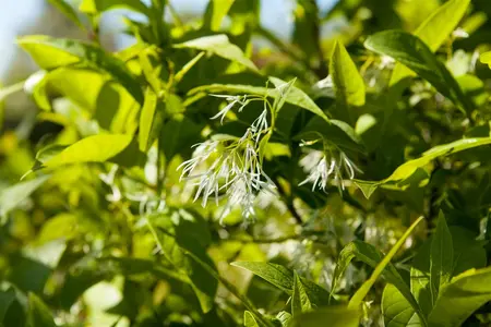 Chionanthus virginicus - 50-60 CM C7.5 - image 1