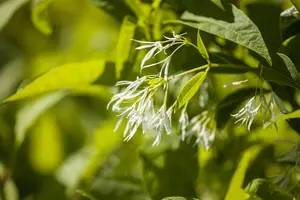 Chionanthus virginicus - 50-60 CM C7.5 - image 2