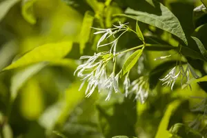 Chionanthus virginicus - 125-150 CM C50 - image 2