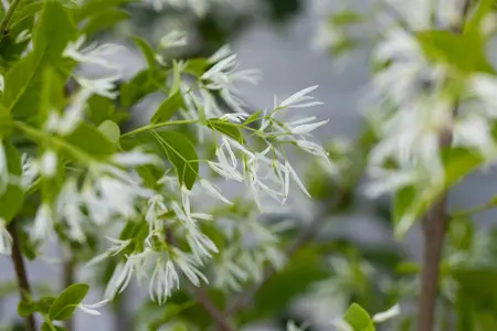 Chionanthus virginicus - 125-150 CM C50 - image 3
