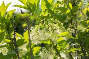 Chionanthus virginicus - 125-150 CM C50 - image 4