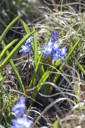 Chionodoxa 'Blue Giant' - flower bulb 4/6 - image 1
