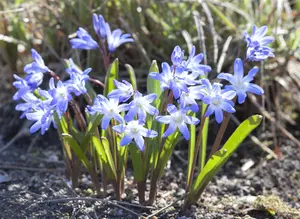 Chionodoxa 'Blue Giant' - flower bulb 4/6 - image 2