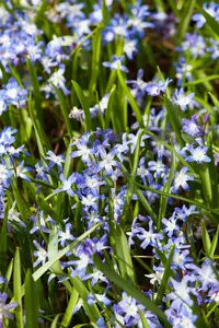 Chionodoxa forbesii