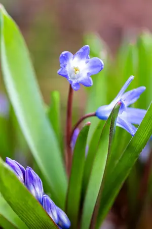 Chionodoxa luciliae - flower bulb 4/6 - image 2