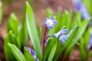Chionodoxa luciliae